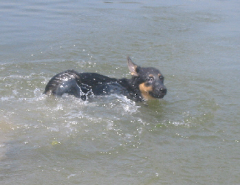 Ronja im Wasser 1