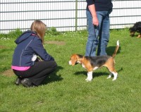 18 Wochen - HUNDESCHULE - Christina mit Beagle