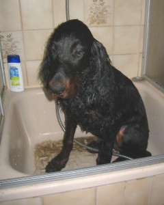 21 Wochen - Bibo nach dem Duschen