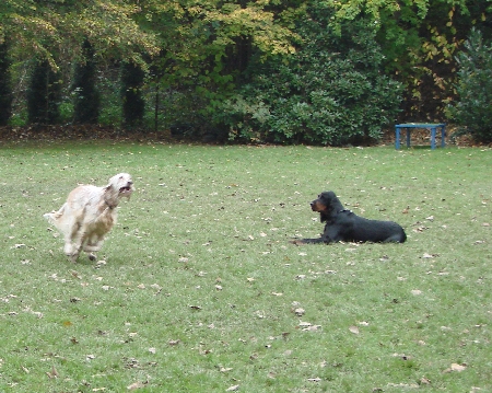 Nelson wird an Kaya vorbei abgerufen