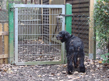 Famas Ausbruchsversuch konnte mit Leinen verhindert werden