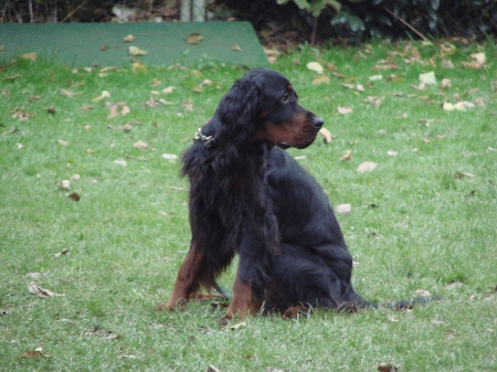 Connor beim Sitzen und Umkreisen