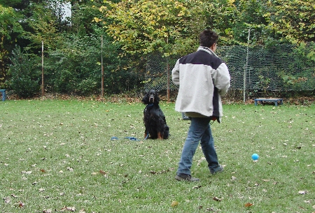 Elten beim Sitzen und Umkreisen mit Ablenkung
