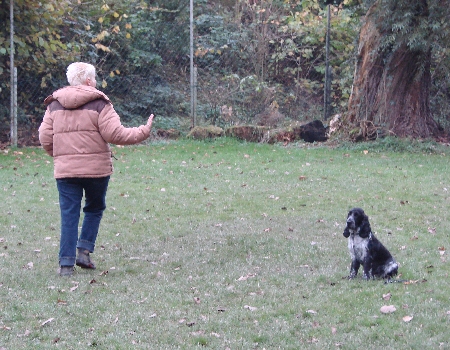 Vito beim Sitzen und Umkreisen